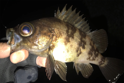 メバリングとエギングランガン