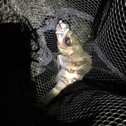 メバル上向き？