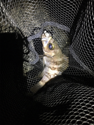 メバル上向き？