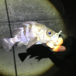 キープサイズが釣れない