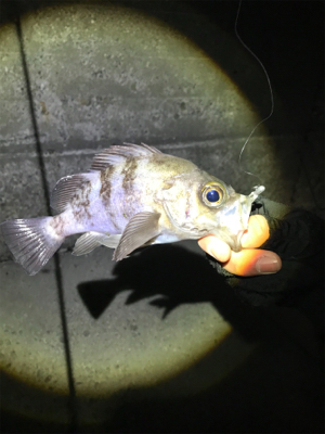 キープサイズが釣れない