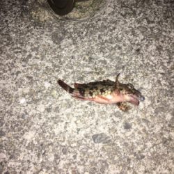 初フラットフィッシュ(アジング＆メバリング)