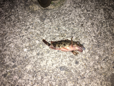 初フラットフィッシュ(アジング＆メバリング)