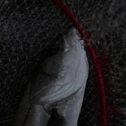 ナイトシーバスからの朝マズメ