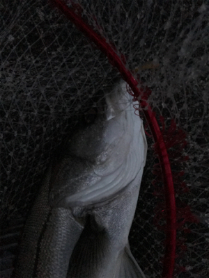 ナイトシーバスからの朝マズメ