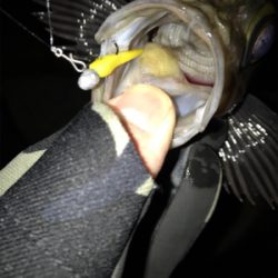 そよ風メバリング