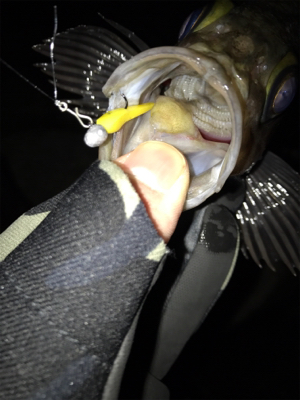 そよ風メバリング