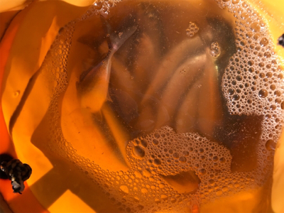 子供と一緒釣行