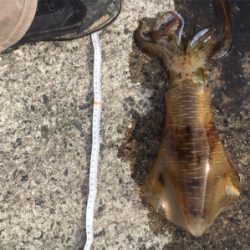 春っぽいですねー♪