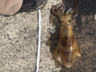 春っぽいですねー♪