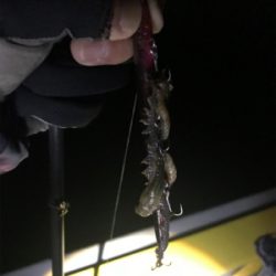 バチパターン 四日市天白川