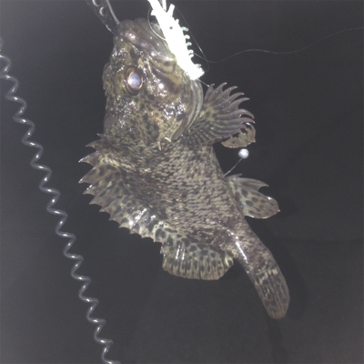 垂水漁港でガシリング！