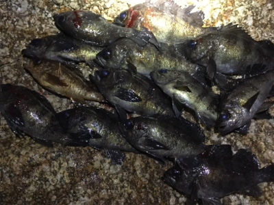 メバルフロートゲーム