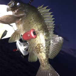 春のあけぼのあじんぐ(釣行 其の拾弐)