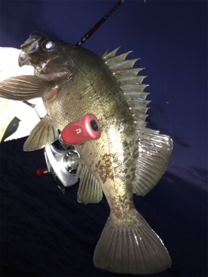春のあけぼのあじんぐ(釣行 其の拾弐)