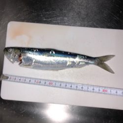 ノマセがダメでも大イワシGET！