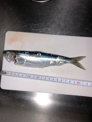 ノマセがダメでも大イワシGET！