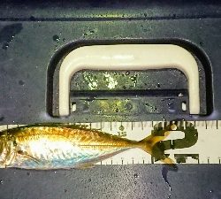 アジだアジだワッショイワッショイ