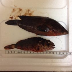 1.5キロオーバー♪