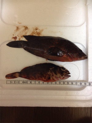 1.5キロオーバー♪