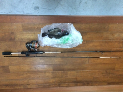 爆風のなか苦労して一匹