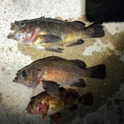 メバルとガシラ