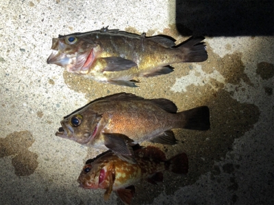 メバルとガシラ