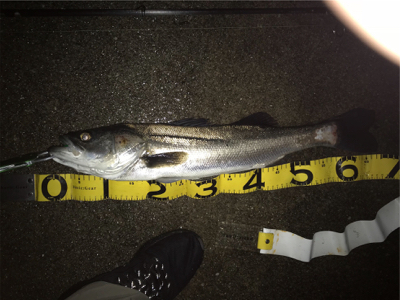 爆風in四日市天白川