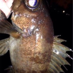 怠慢メバリング