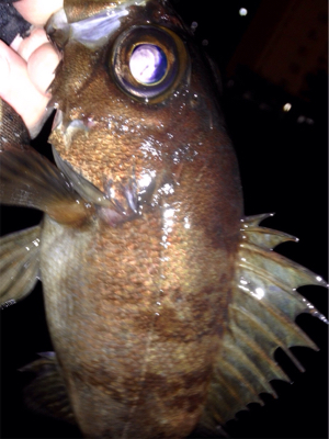 怠慢メバリング