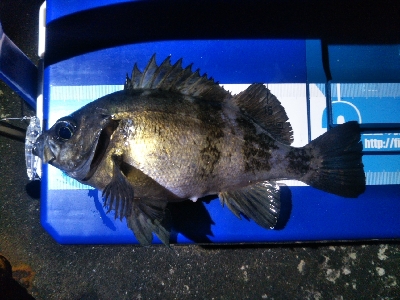 阿南市の椿泊でメバリング