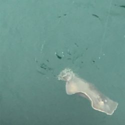 回遊無しです。