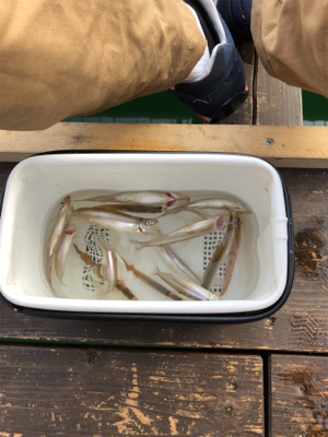 銀山湖 ワカサギ