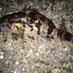 大阪湾ロックフィッシュゲーム