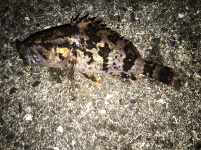 大阪湾ロックフィッシュゲーム