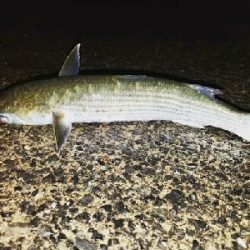 ボラ祭り開催！