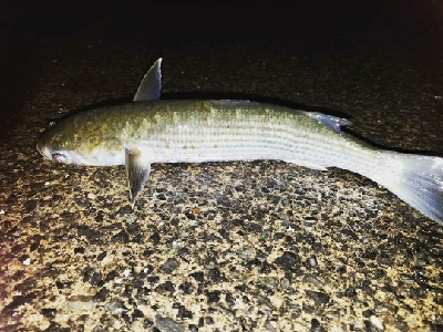 ボラ祭り開催！