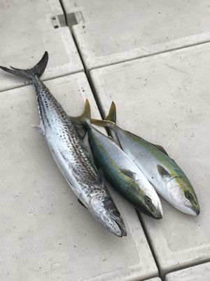 heyheyshipさん 2回目釣行