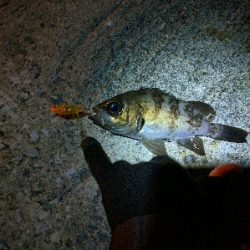 3月メバル・満潮下げ始めに食い気アップ