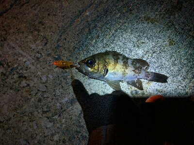 3月メバル・満潮下げ始めに食い気アップ