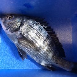 メバリングでチヌ