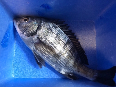 メバリングでチヌ