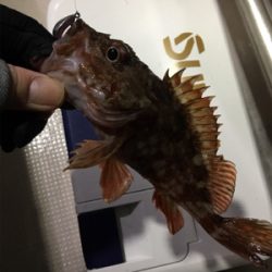 釣り人家ロックフィッシュショート便