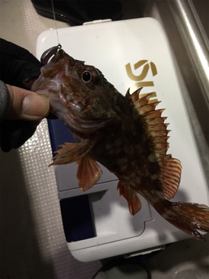 釣り人家ロックフィッシュショート便
