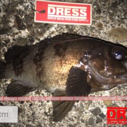 昨年のこの時期を再現できるか？