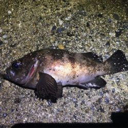 リアルクレセント