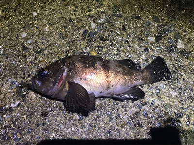 リアルクレセント