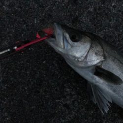 何とかシーバスゲット