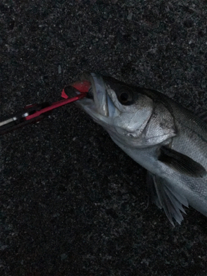 何とかシーバスゲット