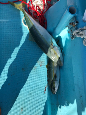 スロージギング